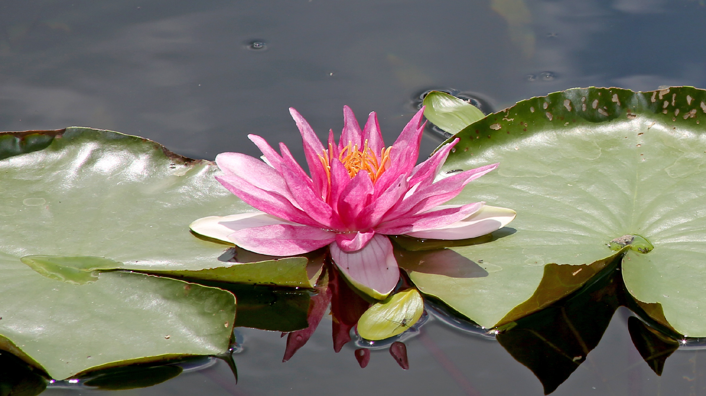 Nahaufnahme Seerose auf einem See